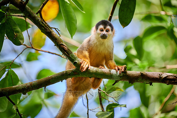 Central American squirrel monkey or red-backed squirrel monkey