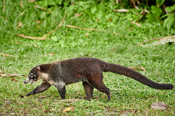 White-nosed Coati, Nasua narica