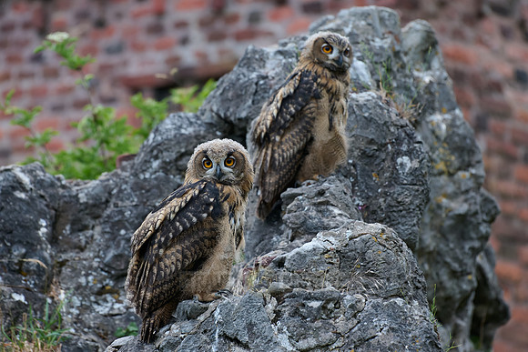 Eurasian eagle-owl (Bubo bubo), two youngster on a rock