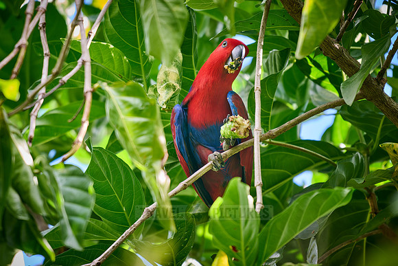 Papuan eclectus, red-sided eclectus or New Guinea eclectus, Eclectus roratus