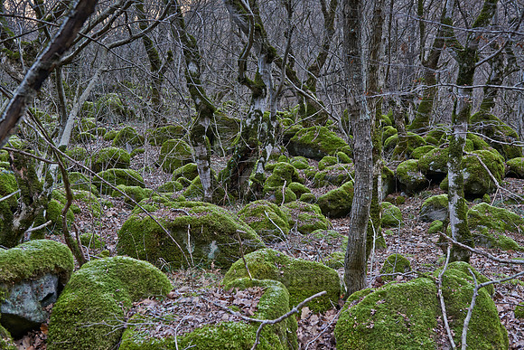 exploration trip across forest