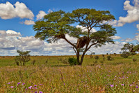 landscape with acacia tree in Kalahari