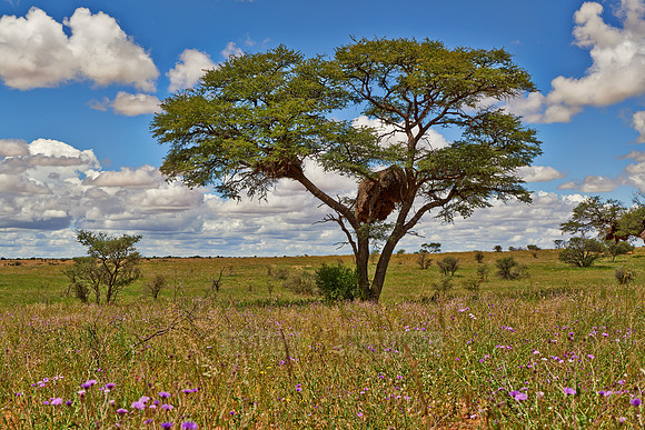 landscape with acacia tree in Kalahari