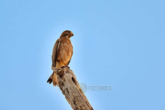 white-eyed buzzard (Butastur teesa)