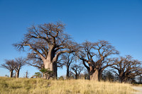 Baines Baobabs