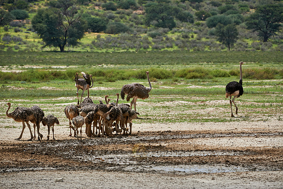 ostrich with chicks, Struthio camelus