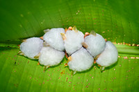 White Tent Bat or Honduran white bat