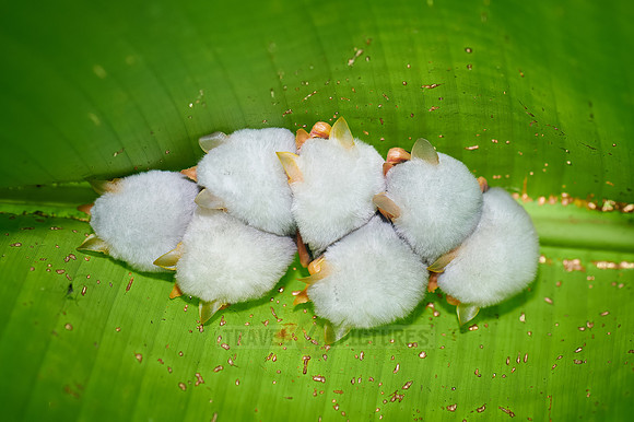 White Tent Bat or Honduran white bat