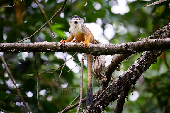 Central American squirrel monkey or red-backed squirrel monkey