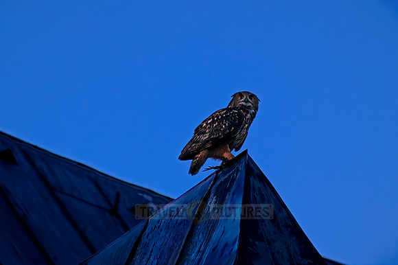 Eurasian eagle-owl (Bubo bubo)