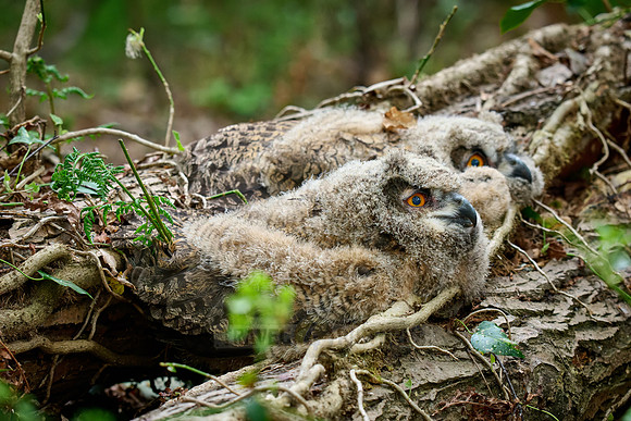 two Eurasian eagle-owl fledgling