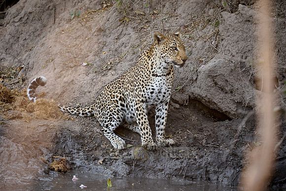 African leopard (Panthera pardus pardus)