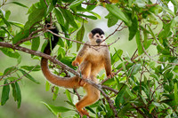 Central American squirrel monkey or red-backed squirrel monkey