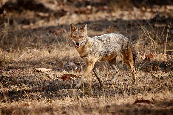Indian golden jackal or common jackal (Canis aureus)