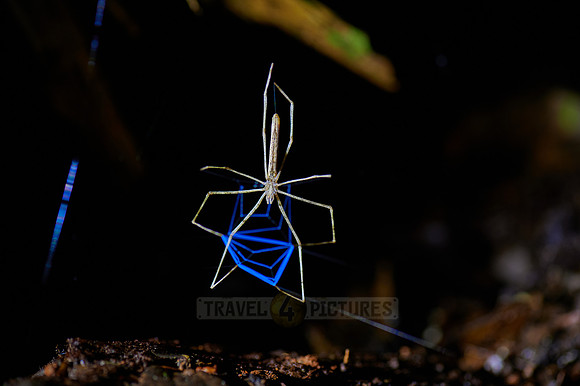 Net-casting spider Deinopis longipes building blue spider web