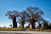 Baines Baobabs