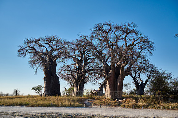 Baines Baobabs