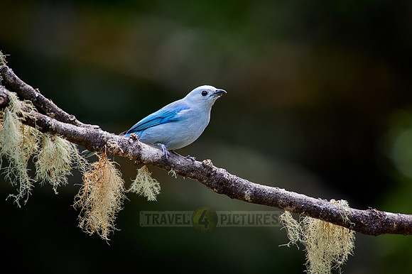 Blue-gray Tanager bird (Thraupis episcopus)
