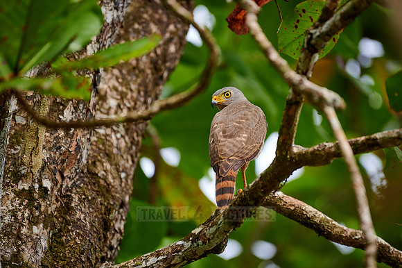 roadside hawk (Rupornis magnirostris)