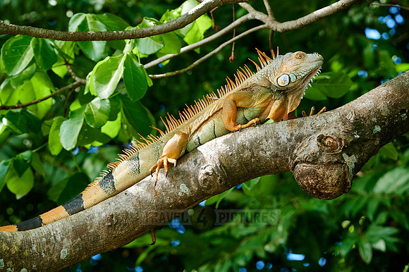 male green iguana
