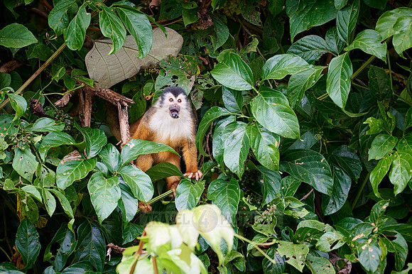 Central American squirrel monkey or red-backed squirrel monkey