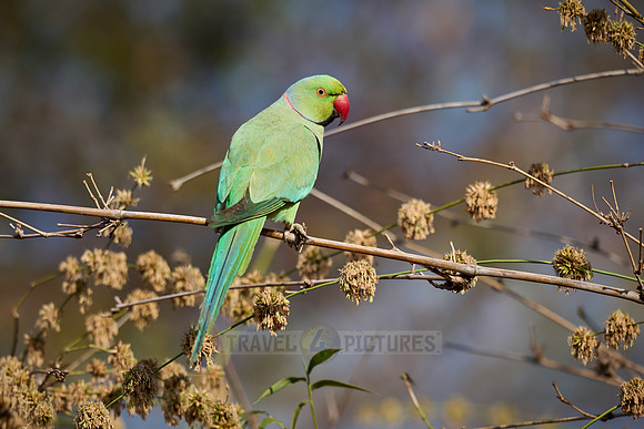 Indian rose-ringed parakeet (Psittacula krameri manillensis)
