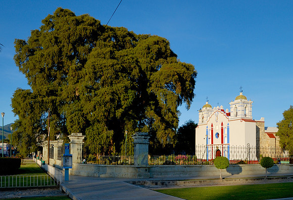 Arbol del Tule and church SANTA MARIA DEL TULE