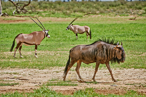 Blue wildebeests, Connochaetes taurinus