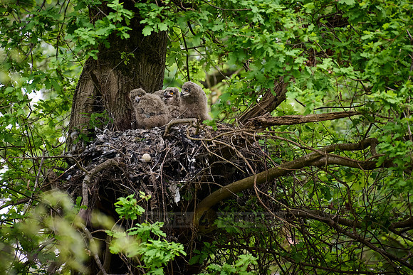 Eurasian eagle-owl (Bubo bubo), Chicks in a nest on a tree