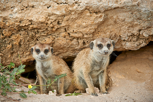 meerkat or suricate, Suricata suricatta