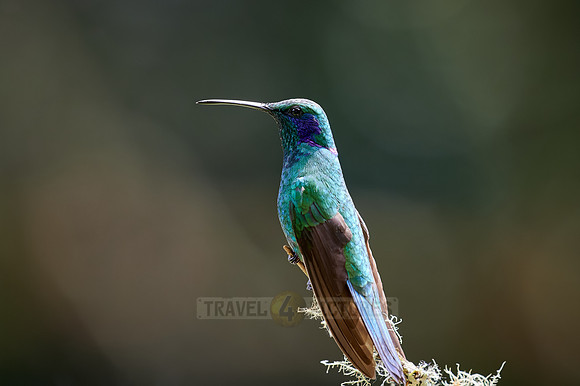 lesser violetear (Colibri cyanotus)