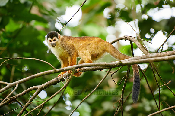 Central American squirrel monkey or red-backed squirrel monkey