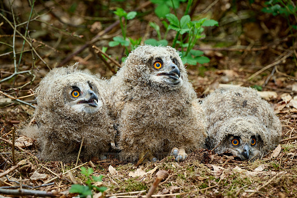 three Eurasian eagle-owl fledglings