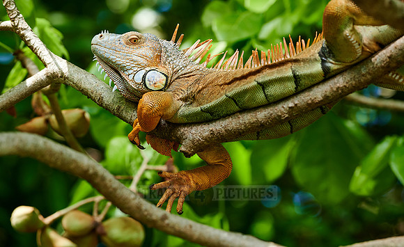 male green iguana