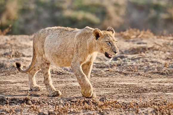 walking lion cub (Panthera leo)