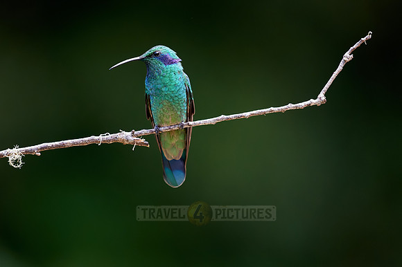 lesser violetear (Colibri cyanotus)