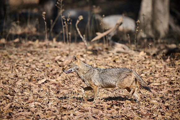 Indian golden jackal or common jackal (Canis aureus)