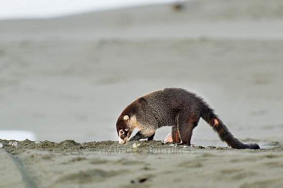 White-nosed Coati plunders nest with turtle eggs