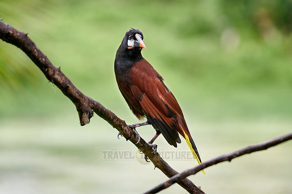 Montezuma Oropendola (Psarocolius montezuma)
