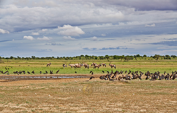 Abdim's Stork and Oyx antelopes