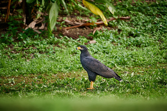 common black hawk (Buteogallus anthracinus)