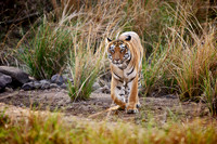Bengal tiger (Panthera tigris tigris)