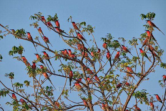 Karminspinte (Merops nubicus) |southern carmine bee-eater (Merops nubicoides)|