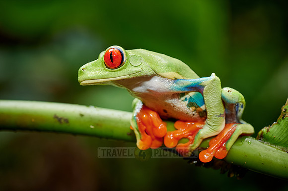 red-eyed tree frog or Agalychnis callidryas