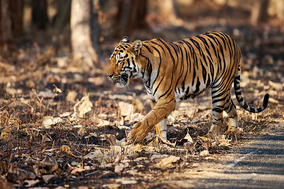 Bengal tiger (Panthera tigris tigris)