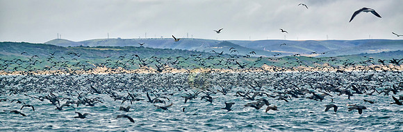 huge swarm of cormorants in Mossel Bay