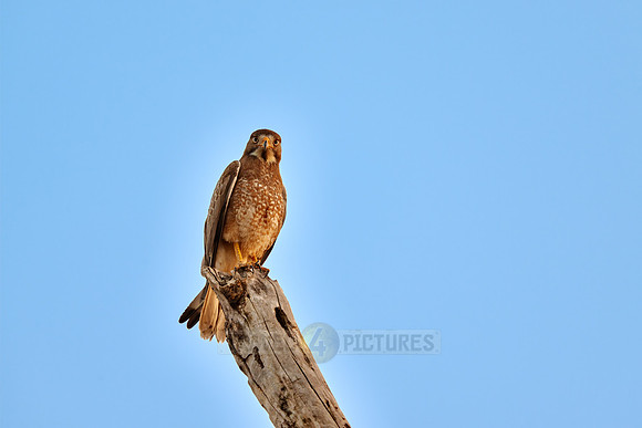 white-eyed buzzard (Butastur teesa)