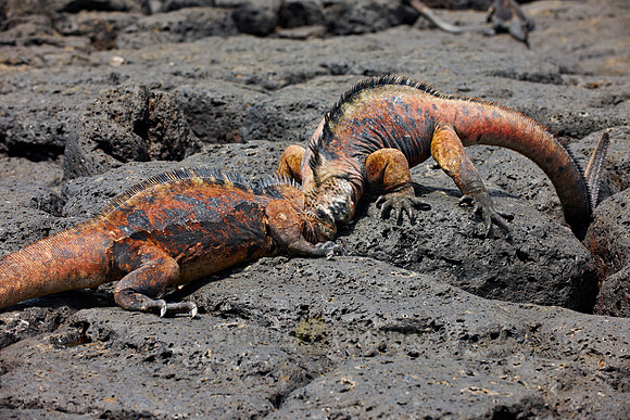 Marine Iguana, Amblyrhynchus cristatus