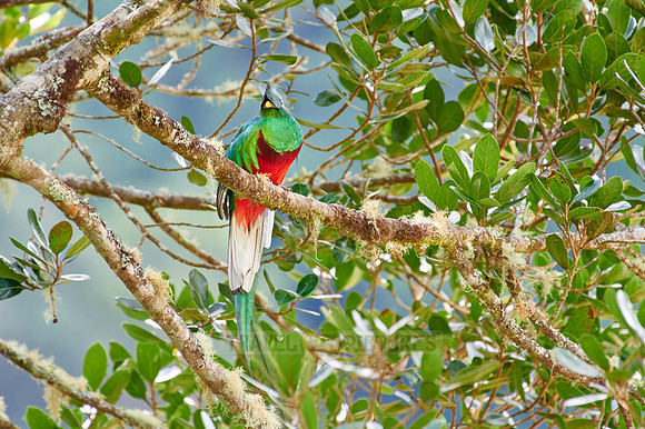 brightly colorful male Resplendent quetzal on a wild avocado tree