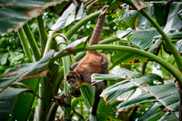 ornate spider monkey (Ateles geoffroyi ornatus)
